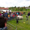 BinPartyGeil.de Fotos - Schaf- & Handarbeitstag /  Deutscher Mhlentag Bauernhausmuseum Wolfegg am 20.05.2013 in DE-Wolfegg