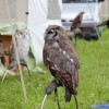 Bild/Pic: Partybilder der Party: 3. Oberschwbische Highlndgames Wilhelmskirch - am Sa 16.08.2014 in Landkreis/Region Ravensburg | Ort/Stadt Horgenzell