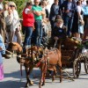 BinPartyGeil.de Fotos - SCHUSSENRIEDER Oktoberfest - Das Brauereifest in Oberschwaben am 03.10.2014 in DE-Bad Schussenried