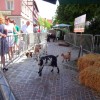 Bild: Partybilder der Party: Happy Family Day 2015 - Oberschwabens grte Umwelt-, Sport und Gesundheitsveranstaltung am 14.06.2015 in DE | Baden-Wrttemberg | Sigmaringen | Bad Saulgau
