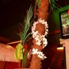 Bild: Partybilder der Party: DRINNEN IM GRNEN - Die Tropical House Party am 13.11.2015 in DE | Mecklenburg-Vorpommern | Rostock | Rostock