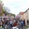 Bild: Partybilder der Party: Baumbltenfest in Werder (Havel) am 30.04.2016 in DE | Brandenburg | Potsdam-Mittelmark | Werder (bei Altentreptow)