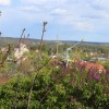 Bild: Partybilder der Party: 138. Baumbltenfest am 29.04.2017 in DE | Brandenburg | Potsdam-Mittelmark | Werder (Havel)